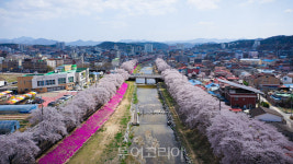 벚꽃·튤립·유채꽃 봄꽃 만개한 금산천에서 힐링 산책! 
