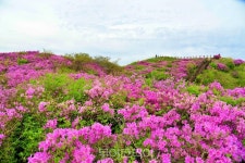 지리산 운봉 바래봉 철쭉 붉게 물들어 장관
