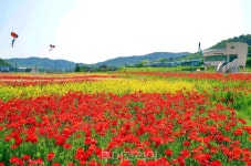 1억 송이 붉은 꽃양귀비 활짝 반기는 하동 북천 꽃단지로 봄여행