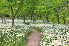 순백의 꽃물결 샤스타데이지 절정! 부안 변산마실길 1코스 걸어볼까