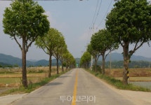 철원군 이팝·은행나무 가로수길 관광자원화 추진