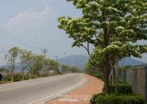 철원군 이팝·은행나무 가로수길 관광자원화 추진
