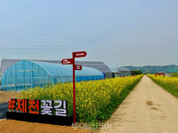 노란 물결 유채꽃 물결 즐기러 제천 의림지뜰로! 