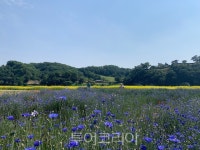 유채꽃·양귀비·수레국화 알록달록 꽃으로 물든 공주 미르섬 장관