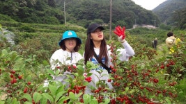  고성 보리수 축제 29일 열려.. 싱그러운 보리수와 함께 축제 재미 민끽