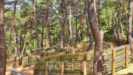 구례 지리산정원 소나무숲 하늘정원 산책길 걸어보세요