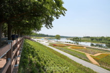곡교천 벗삼은 아산 은행나무길 힐링 장소로도 최고