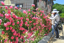 [포토] 장미꽃 만발한 담양군 달빛여행정원 산책