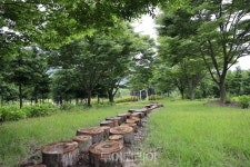보성군, 60년 가꾼 힐링숲 윤제림 무료 개방 인기