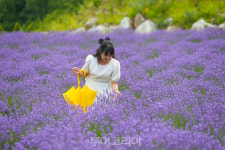 보라빛 라벤더 향기 가득 무릉별유천지로!  