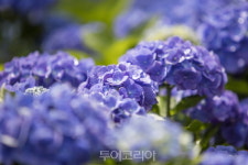 신안 섬 수국축제로 여름여행