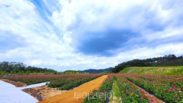 여름꽃여행, 안동문화관광단지로...꽃구경하고 사진찍고! 