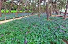 밀양강 둔치 삼문송림에서 자줏빛 향연 즐기며 힐링하세요 !