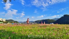 공주 금강신관공원 코스모스 활짝 