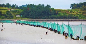 "개매기 체험 해봤수?"...'여수여자만 갯벌노을 체험행사' 오세요!