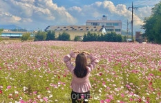 남해 고현면 둑방공원 코스모스·메밀꽃 만개