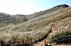 화왕산 은빛 억새 물결 장관!