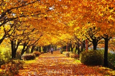 멀리 가지 마세요! 서울 단풍길 96선에서 단풍 절정 만끽!