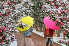 하얀 눈 내려 앉은 애기동백 보고 따뜻한 김국 먹고! 겨울 신안여행 떠나요!