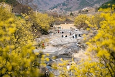 산수유·벚꽃 흩날리는 전남으로 봄꽃여행 오세요! 