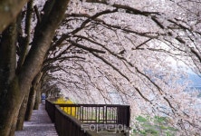 산수유·벚꽃 흩날리는 전남으로 봄꽃여행 오세요! 