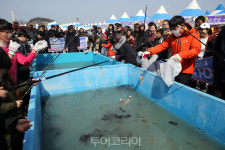 동백꽃 구경하고 주꾸미 맛에  빠지다! 서천 동백꽃 주꾸미 축제  4년만에 대면 축제로 열려