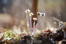 봄이 왔어요!..서산시 고남저수지 인근 야산에 야생화 활짝