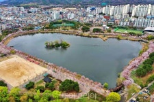 수원 봄꽃명소 10선 어디?  걷기 좋은 봄, 꽃길만 걸어봐요!