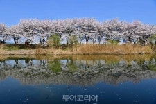 수원 봄꽃명소 10선 어디?  걷기 좋은 봄, 꽃길만 걸어봐요!