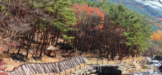 진달래꽃·철쭉꽃 피는 함양대봉산휴양밸리로 봄나들이! 