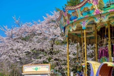 캠퍼스 나들이어때요? 이색 봄꽃 명소 캠퍼스의 낭만을!