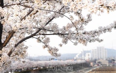 주말, 온통 벚꽃 세상 펼쳐진 시흥으로 봄나들이! 