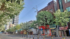 초여름, 활짝 핀 이팝나무 꽃길따라 대구 가로수길 산책