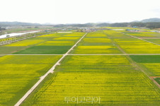 순창 채계산 앞 유채꽃 개화 시작, 노란 물감 뿌려 놓은 듯 장관