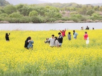 충주 목계나루 유채꽃 추억 만들기
