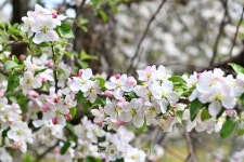 사과꽃 향기 가득한 청송의 봄