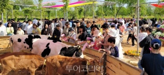 함평나비대축제에서 젖소목장 나들이 즐기고 한우·한돈 먹고!.. 축산체험 풍성