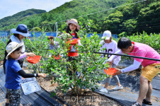 아이와 함께 순창 블루베리 수확체험 즐기세요!