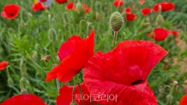 원주시 용수골 꽃양귀비 관광객 유혹