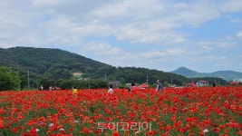 원주시 용수골 꽃양귀비 관광객 유혹