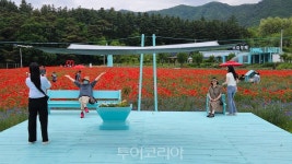 원주시 용수골 꽃양귀비 관광객 유혹