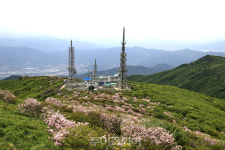 구례 지리산 노고단 철쭉 만개