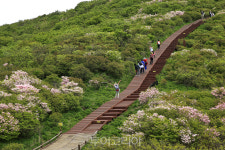 구례 지리산 노고단 철쭉 만개