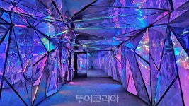 낮엔 야생화, 밤엔 은하수..시원한 태백에서 여름 동화 찍어요!