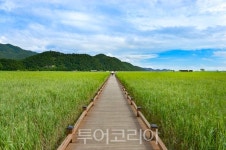 순천 세계유산축전, 생태보호운동 프레셔스깅으로 8월 1일 시작!