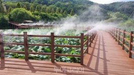 합천 정양늪 생태공원 산책하며 시원 청량하게 막바지 여름을! 