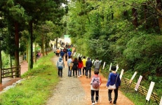 올 가을, 장성 축령산 걸으며 힐링!...축령산 편백산소축제 16일 팡파르