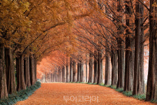 죽녹원‧관방제림‧메타세쿼이아 가로수길 담양 3대 명품숲, 로컬100 선정