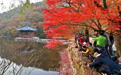 놓치지 마세요! 정읍 내장산 단풍 이번 주말 절정