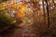 산림청, 속리산둘레길 국가숲길로 지정 